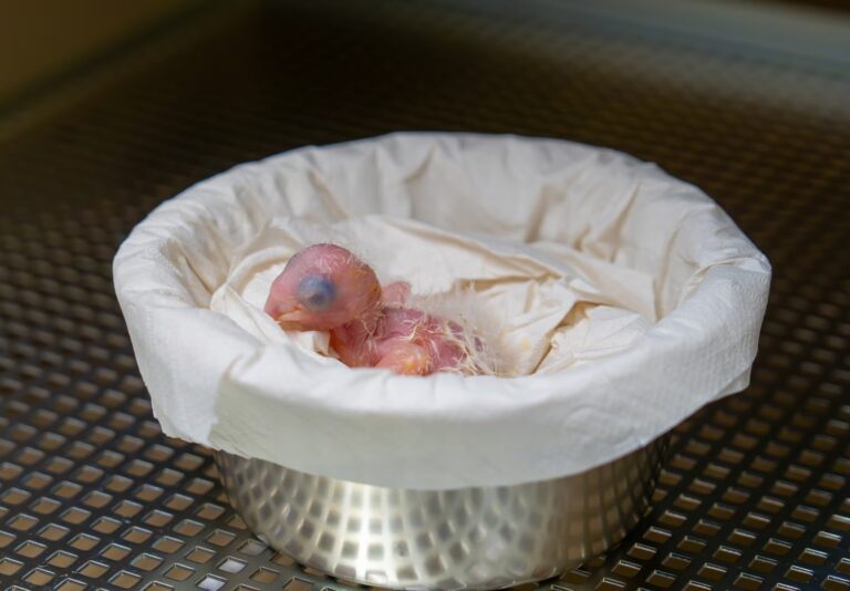 Klein wonder in Pairi Daiza: eerste Spix’ ara geboren in België