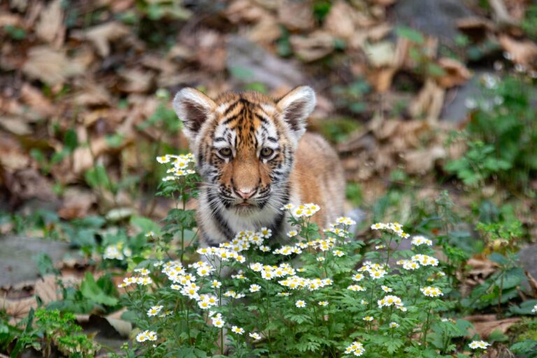 Amoertijgerdrieling in Ouwehands Dierenpark zet eerste stapjes in het buitenverblijf