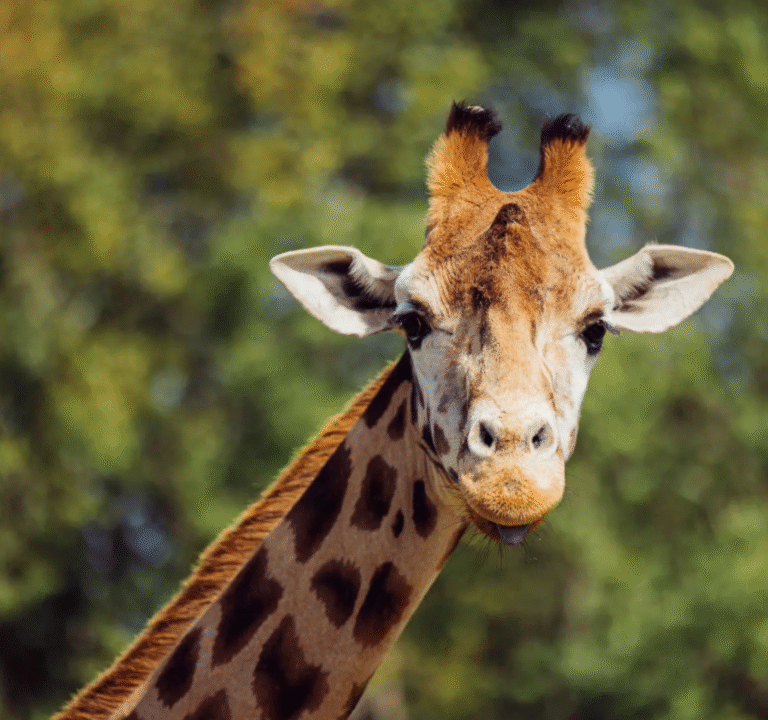 Triest nieuws: giraffe geboren in januari overleden in Safaripark Beekse Bergen