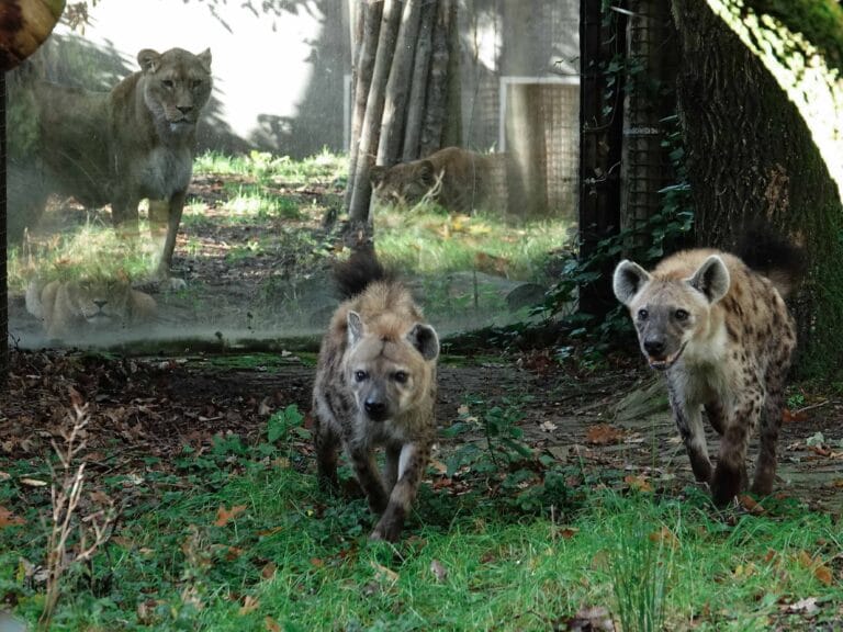 Twee nieuwe hyena’s aangekomen in DierenPark Amersfoort