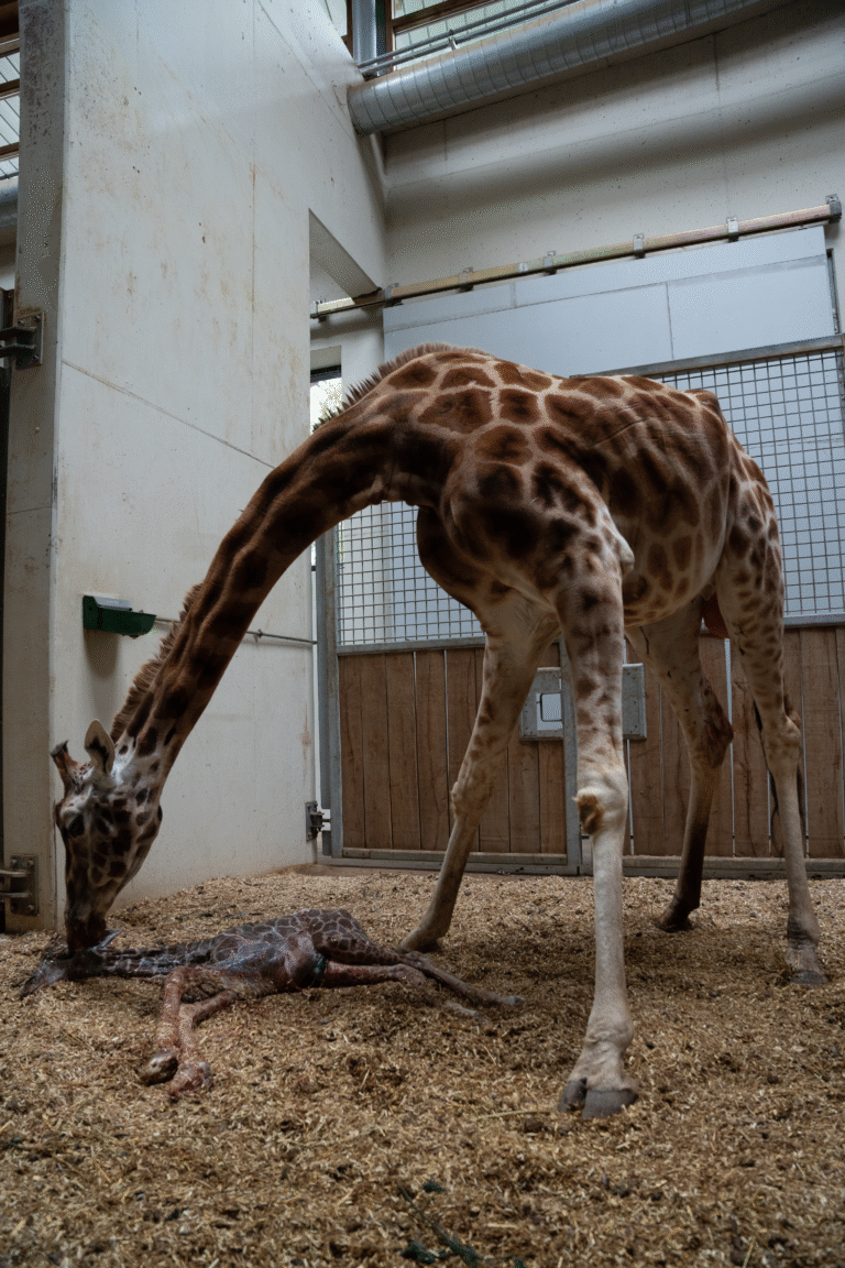 Burgers’ Zoo verwelkomt jong van ervaren giraffe