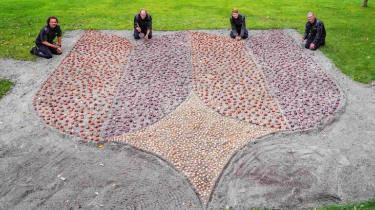 Eerste bloembollen geplant in Keukenhof: start van het seizoen 2026