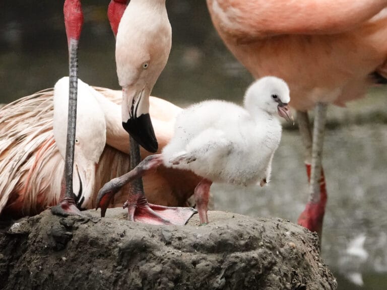 Flamingokuiken geboren in DierenPark Amersfoort