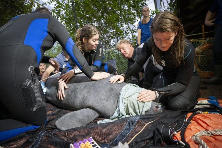 Zeekoe Burgers’ Zoo vertrokken naar dierentuin in Madrid