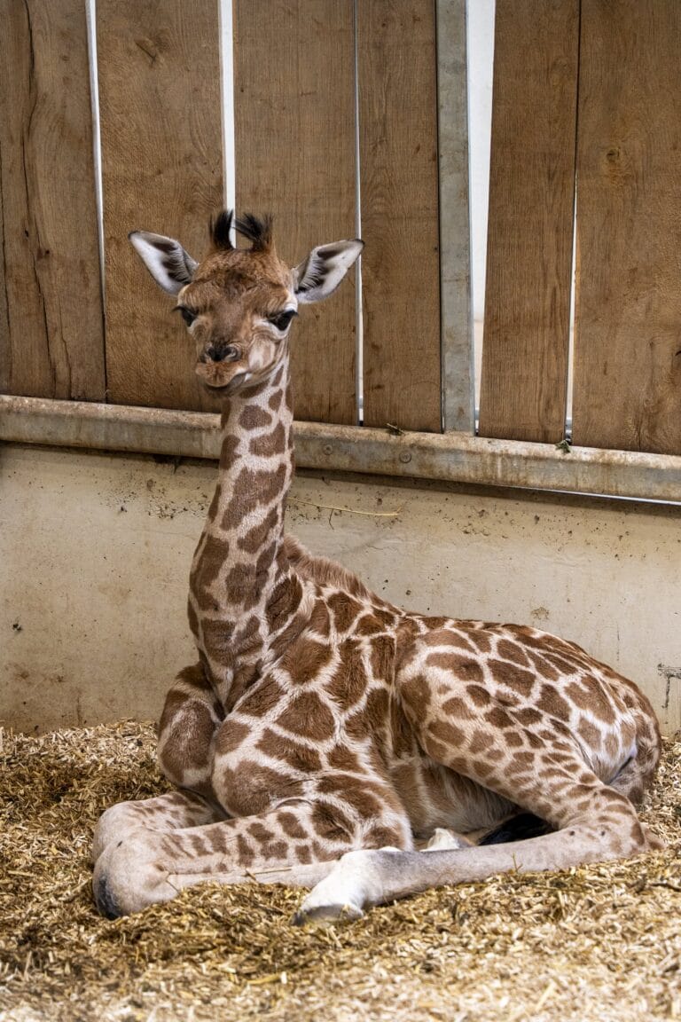 Jonge giraffe voor het eerst te zien in Burgers’ Zoo