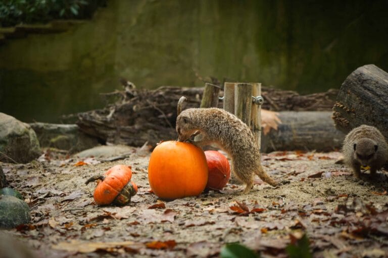 Dierenparken trakteren tijgers en stokstaartjes op gevulde pompoenen tijdens Halloween