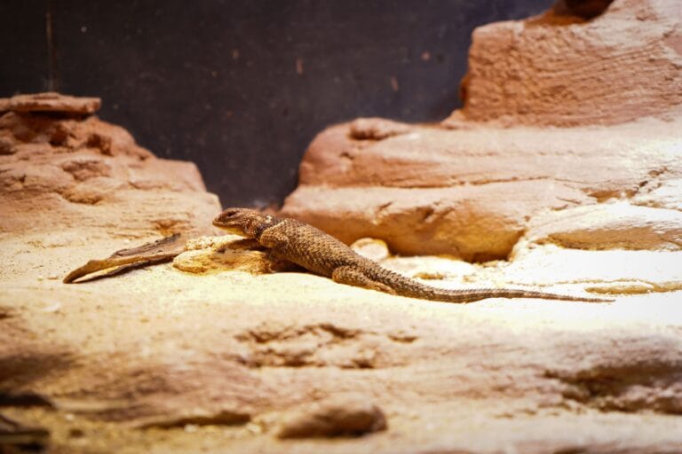 Nieuwe diersoort te bewonderen in DierenPark Amersfoort