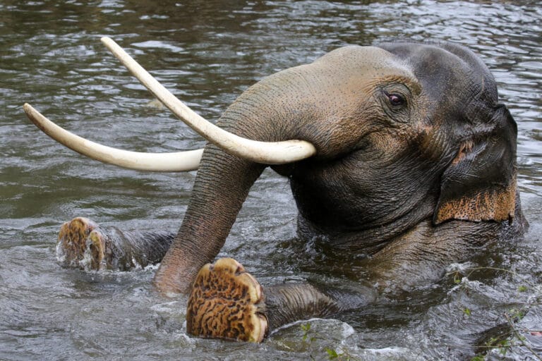 Olifantenbul verlaat ARTIS, twee olifanten zijn drachtig