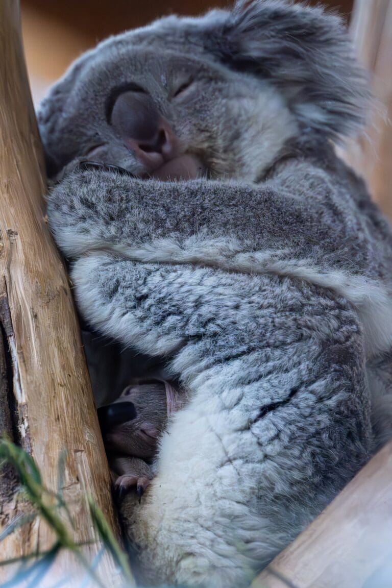 Koalajong in Ouwehands Dierenpark laat zichzelf voor het eerst zien