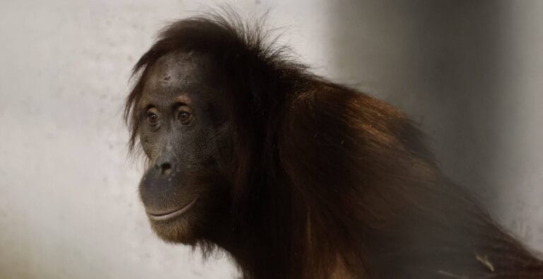 Pairi Daiza verwelkomt vijf orang-oetans uit Frankfurt Zoo