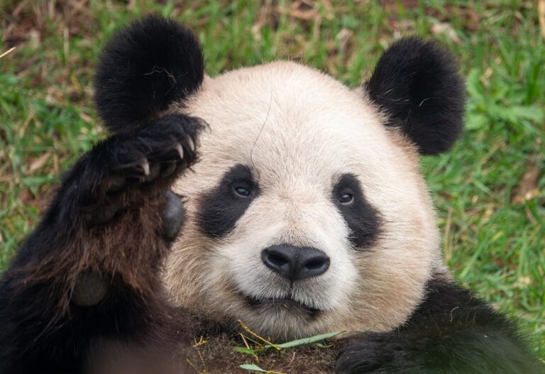 Reuzenpanda uit Pairi Daiza vertrekt begin december naar China voor medische zorg