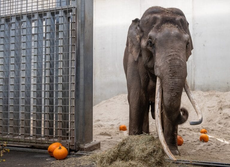 Ervaren fokbul Sibu voegt zich bij olifantenkudde van WILDLANDS