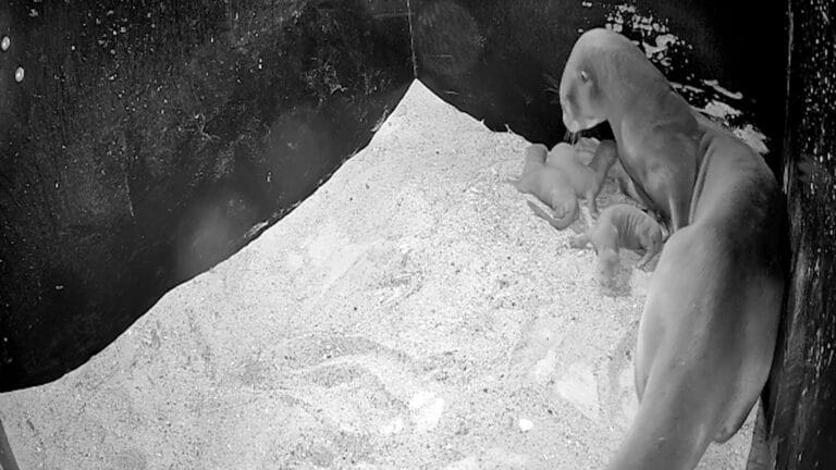 AquaZoo eindigt jaar met goed nieuws: drie reuzenotterjongen geboren