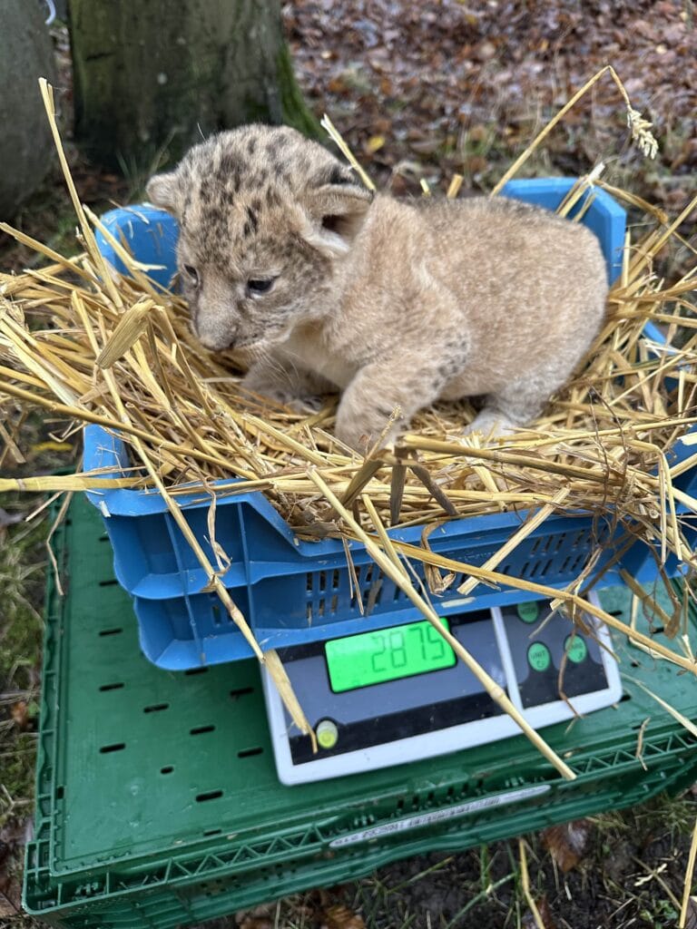 Drie leeuwenwelpen geboren in Bellewaerde, één welpje na enkele dagen overleden