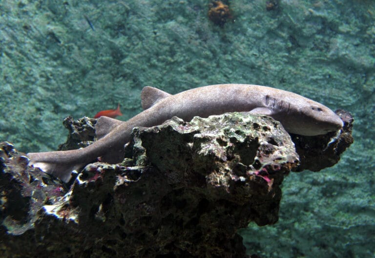 Amsterdamse haaien beëindigen logeerpartij in Burgers’ Zoo