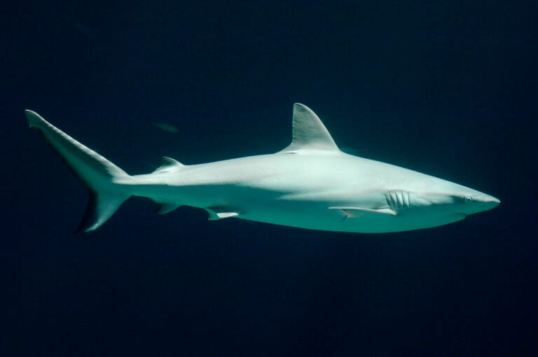 Drie jonge rifhaaien geslaagd voor examen in Burgers’ Zoo