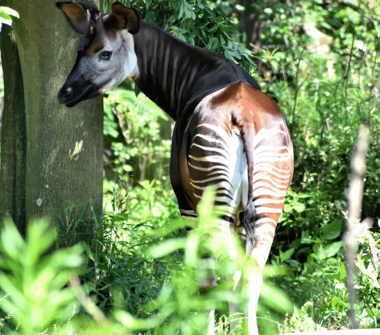 Blijdorp bereidt dieren voor op jaarwisseling: eerste keer inzet kalmeringsmiddelen