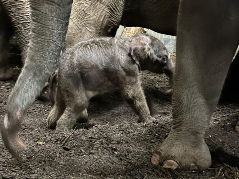 Aziatisch olifantje op kerstavond geboren in ARTIS