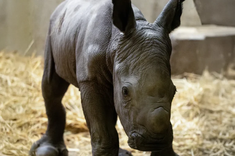 Witte neushoorn in Pairi Daiza verwelkomt haar derde jong
