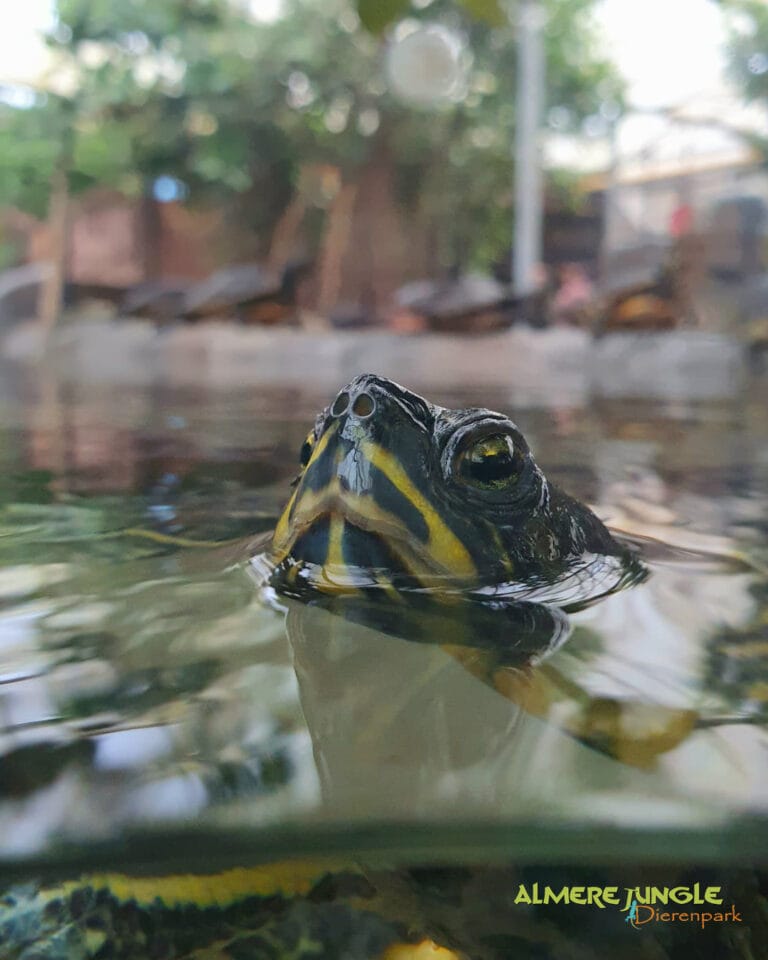 Almere Jungle viert feest: dierenpark bestaat 10 jaar