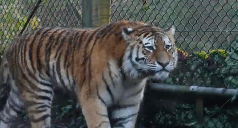 DierenPark Amersfoort verwelkomt nieuwe tijger