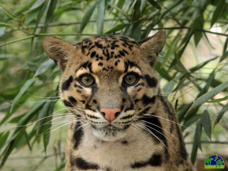 Introductie zeldzame panter loopt fataal af: Dierenpark Zie-ZOO laat dier inslapen