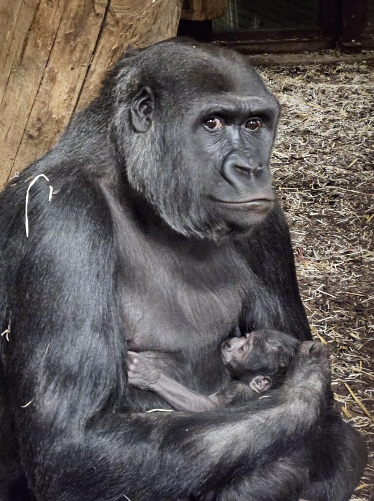 GaiaZOO start het nieuwe jaar goed met de geboorte van een gorilla