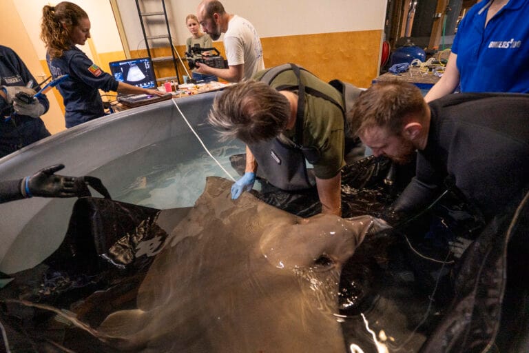 Burgers’ Zoo onderzoekt drachtige adelaarsrog en grijpt in met anticonceptie