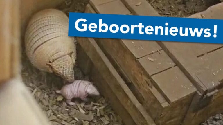Bijzondere geboorte bij Hof van Eckberge: twee zesbandgordeldieren