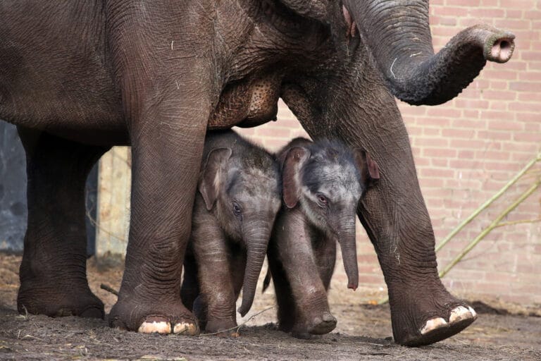 Basisschoolleerlingen kiezen naam Yuki voor olifantenkalf in ARTIS