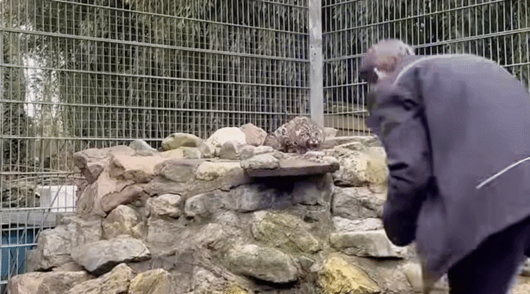 Opmerkelijk: dierverzorger staat oog in oog met jaguar