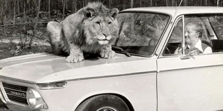 [Retro Pret] Niet Beekse Bergen maar Burgers’ Zoo was de eerste met een autosafari