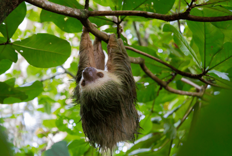 Luiaards spelen hoofdrol tijdens nieuw evenement Dierenhelden Week in DierenPark Amersfoort