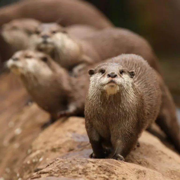 GaiaZOO komt met een nieuwe route langs ernstig bedreigde diersoorten
