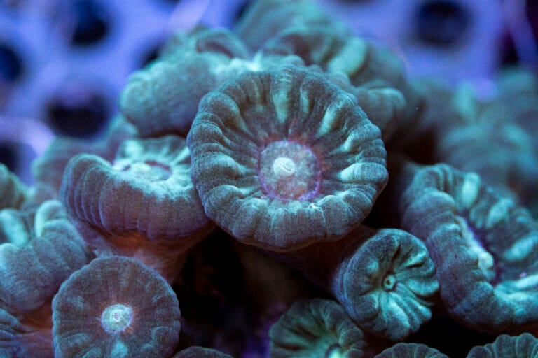 Zoo Duisburg ontvangt koraal uit Burgers’ Zoo