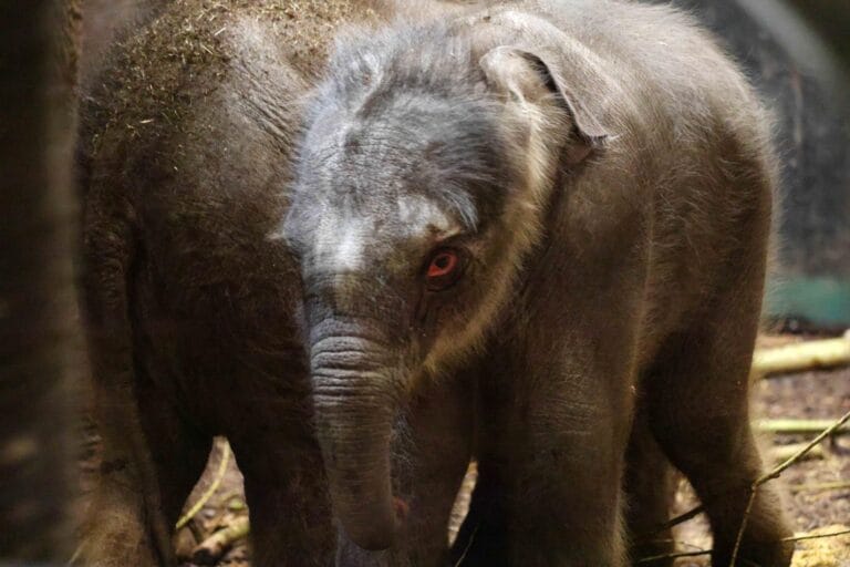 Tweede olifantenkalf geboren in kudde ARTIS