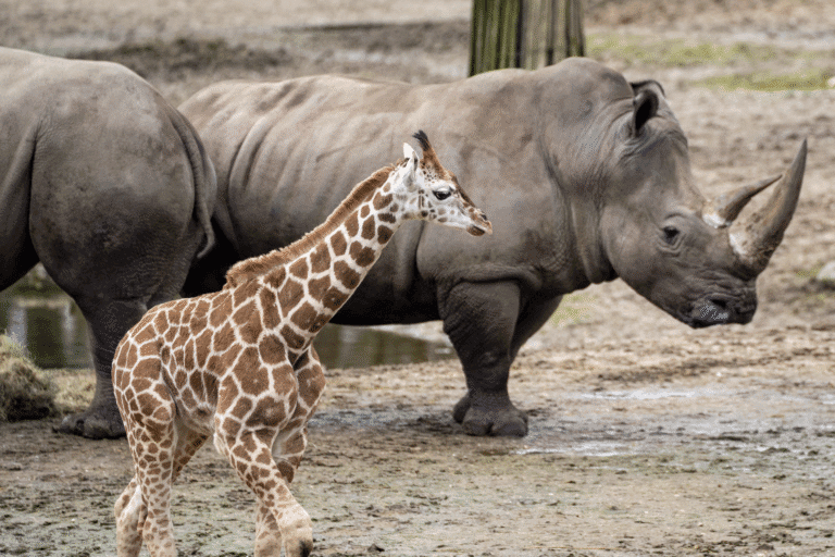 Jonge giraffen ontmoeten voor de eerste keer zebra’s en neushoorn in Burgers’ Zoo