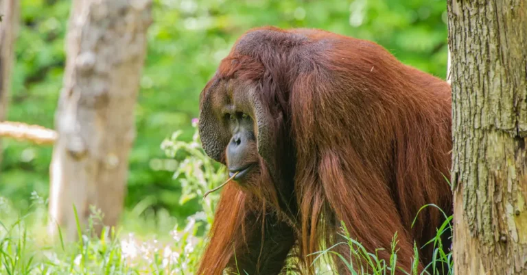Apenheul organiseert bijzondere yogasessie bij de orang-oetans