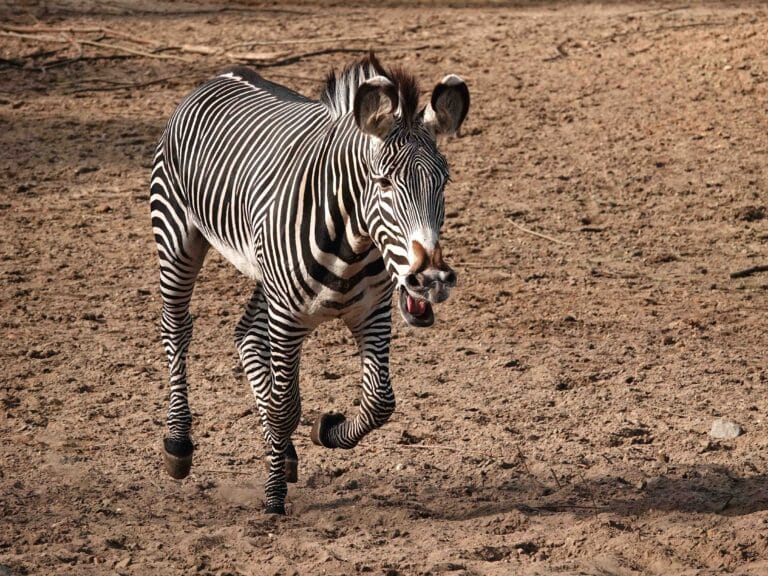 Nieuwe zebrahengst gearriveerd in DierenPark Amersfoort