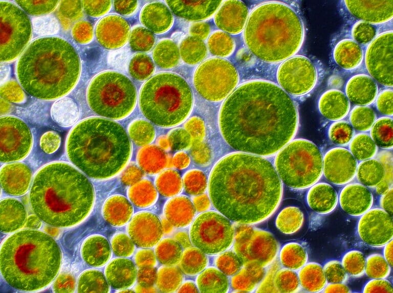 ARTIS-Micropia ontvangt miljoenste bezoeker