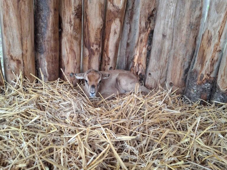 Ernstig bedreigde gazelle geboren in ZooParc Overloon