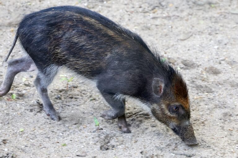 Zeldzame Visayawrattenzwijnen te zien in ARTIS