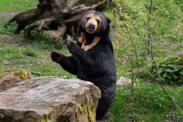 Burgers’ Zoo wil met uitwisseling Maleise beren jongen verwelkomen