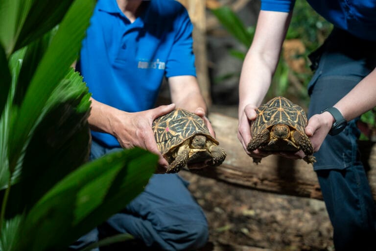 Burgers’ Zoo vangt in beslag genomen schildpadden op