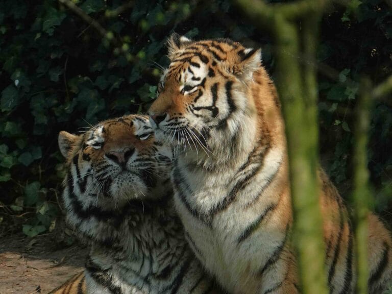 Succesvolle introductie Siberische tijgers in Dierenpark Amersfoort