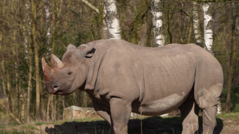 Safaripark Beekse Bergen verwacht binnen enkele maanden geboorte bij bedreigde neushoorn