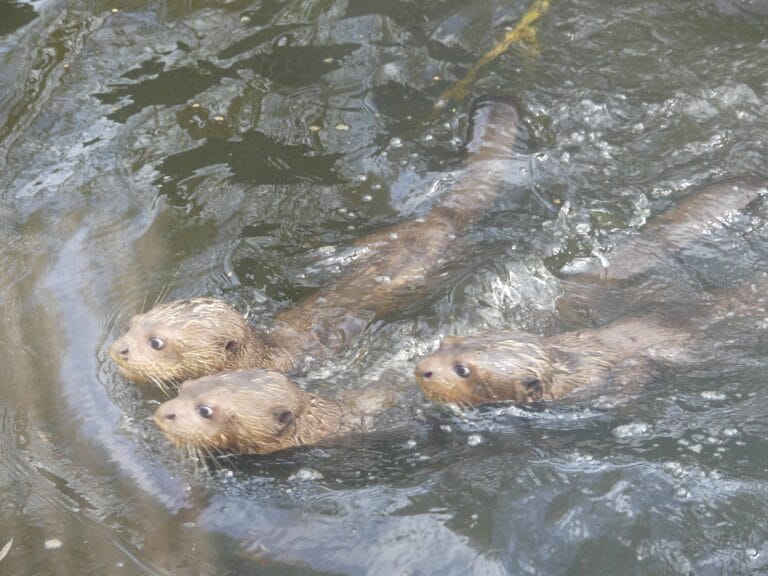 Drie jonge reuzenotters nu ook buiten te zien in AquaZoo Leeuwarden