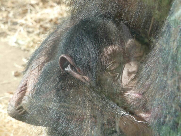 Geboortenieuws: Eindhoven Zoo verwelkomt vrouwelijk chimpanseejong