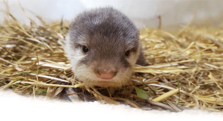 Veel jonge dieren te bewonderen in WILDLANDS
