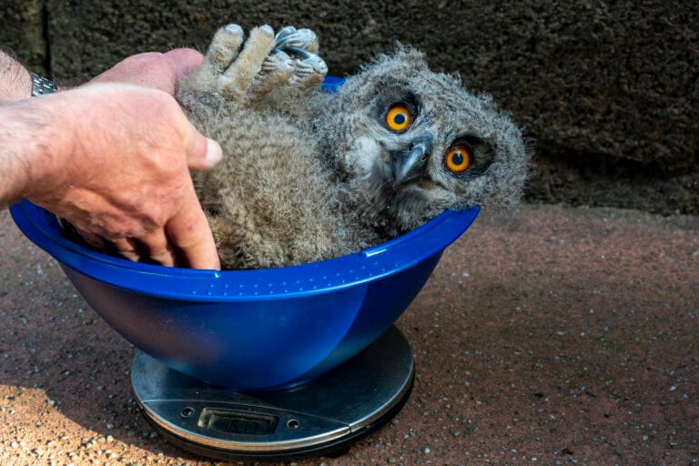 [Foto’s] Wilde oehoes broeden opnieuw in Burgers’ Zoo
